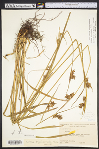 Scleria triglomerata image