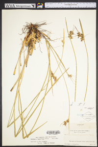 Scleria triglomerata image