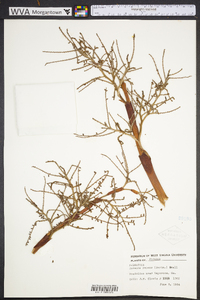 Serenoa repens image