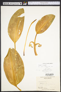 Orontium aquaticum image