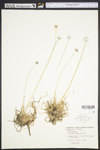 Eriocaulon compressum image