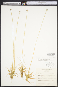 Eriocaulon compressum image