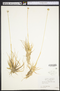 Eriocaulon compressum image