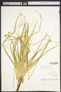 Eriocaulon compressum image