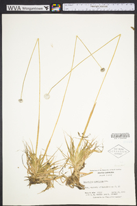 Eriocaulon compressum image