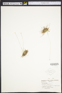 Eriocaulon decangulare image