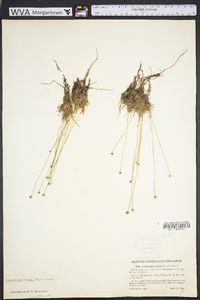 Lachnocaulon anceps image