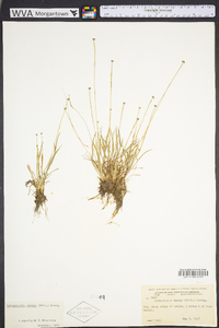 Lachnocaulon anceps image