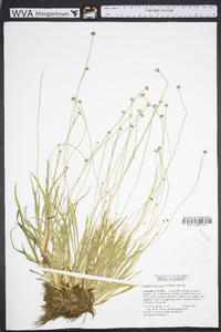 Lachnocaulon anceps image