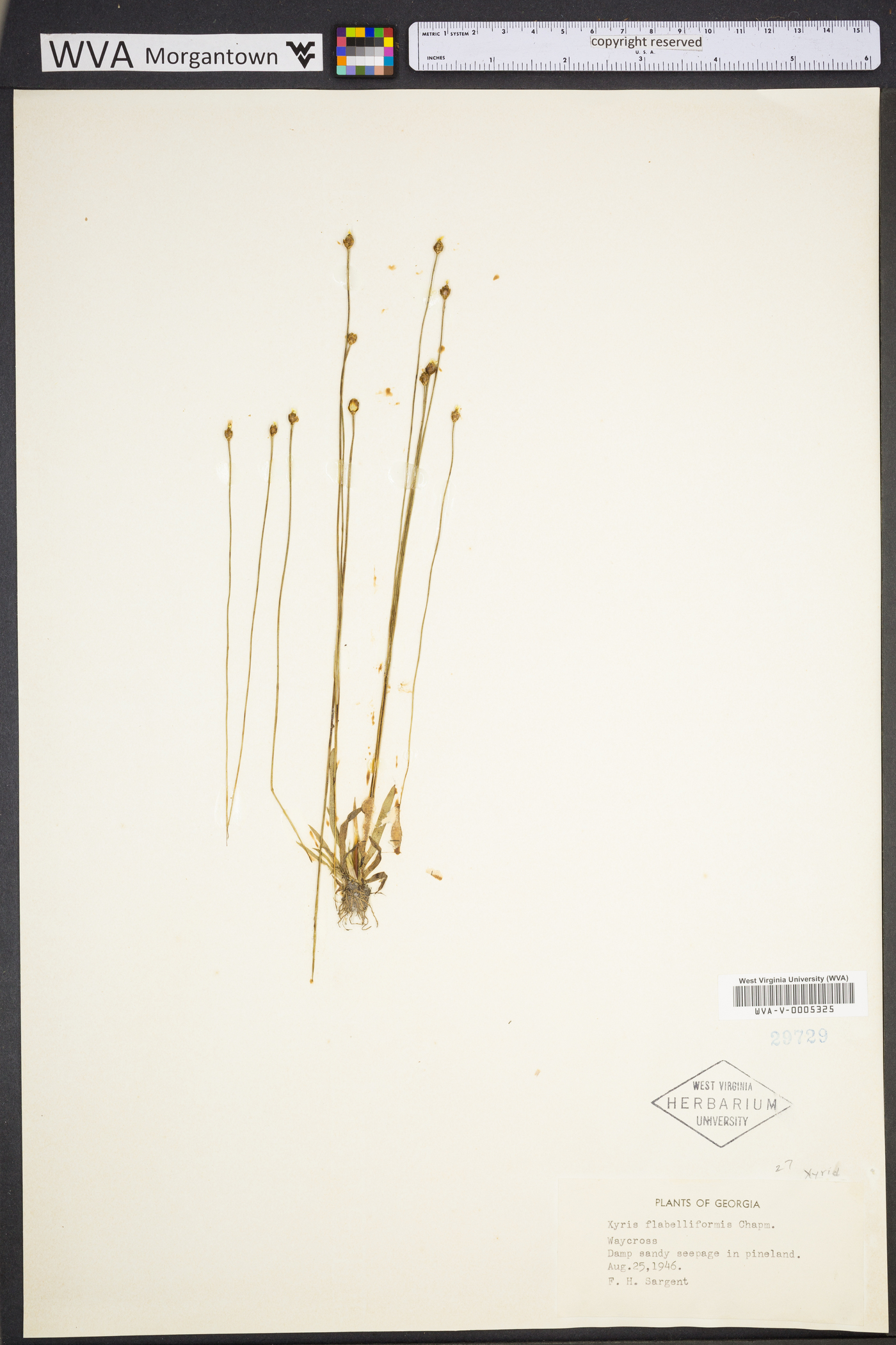 Xyris flabelliformis image