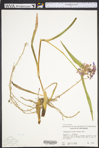 Tradescantia hirsuticaulis image