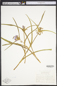 Tradescantia hirsuticaulis image