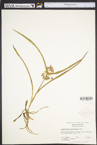 Tradescantia hirsuticaulis image