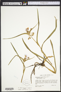 Tradescantia hirsuticaulis image