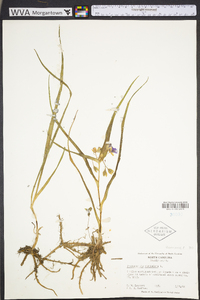 Tradescantia virginiana image