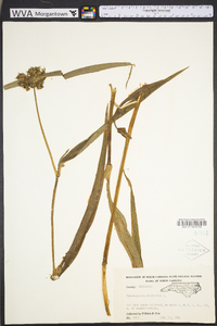 Tradescantia virginiana image