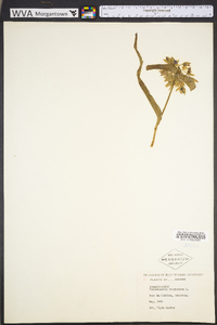 Tradescantia virginiana image