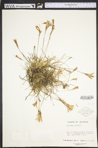 Tillandsia recurvata image