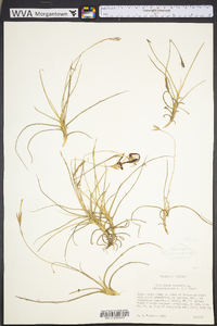 Tillandsia recurvata image