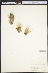 Tillandsia tenuifolia image