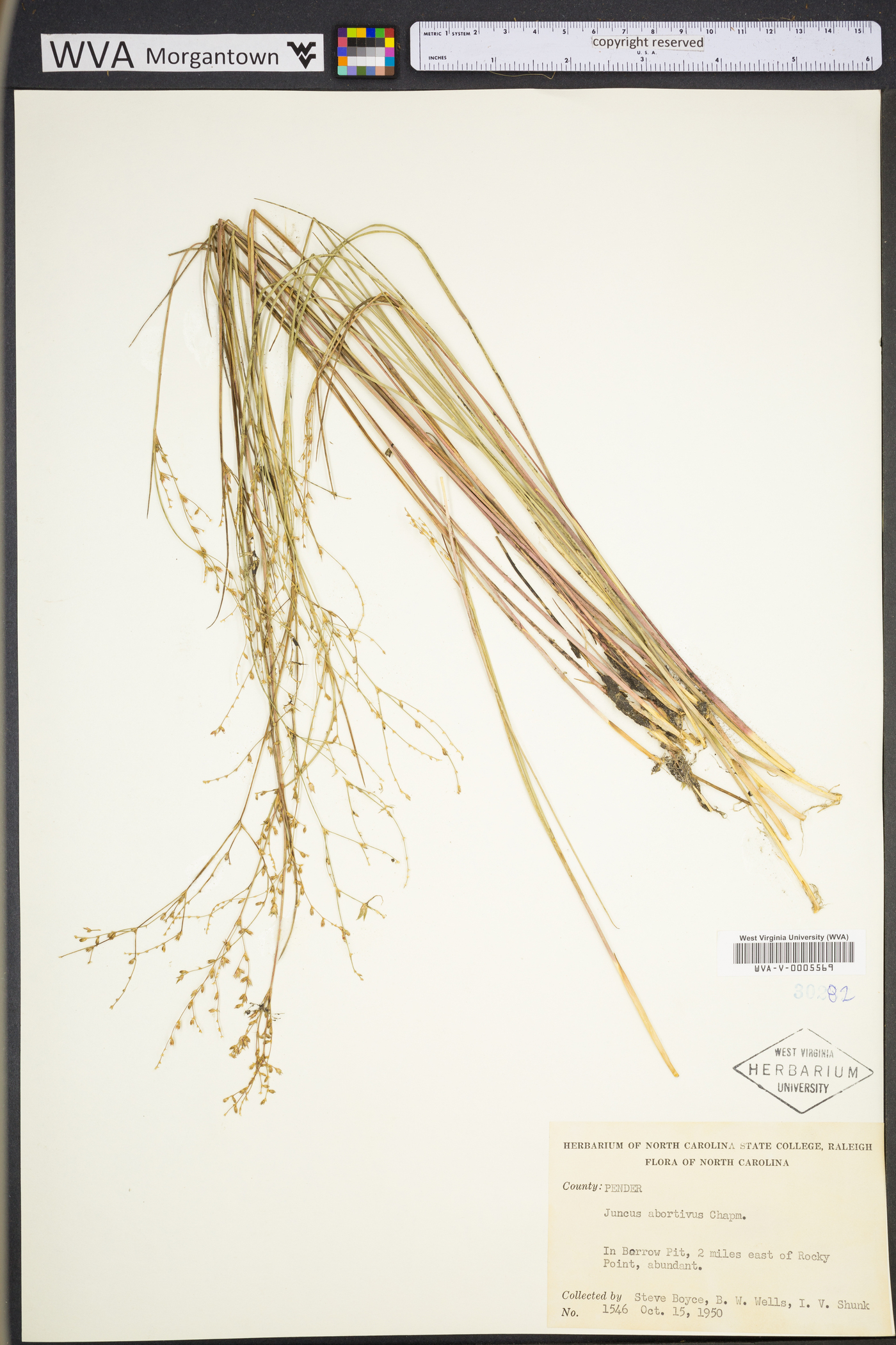 Juncus abortivus image