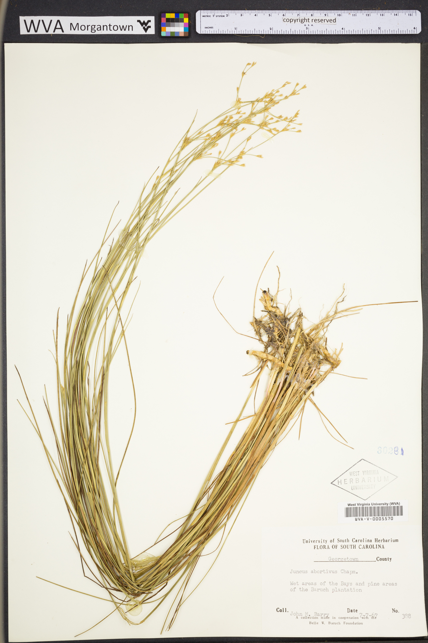 Juncus abortivus image