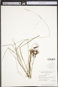 Juncus abortivus image