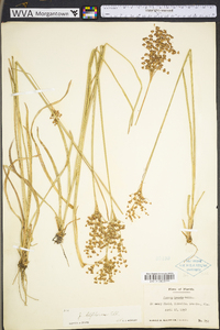 Juncus biflorus image