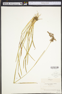 Juncus biflorus image