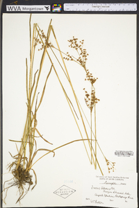 Juncus biflorus image