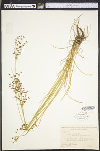 Juncus biflorus image