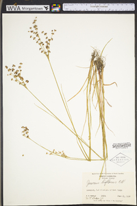 Juncus biflorus image