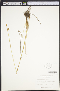 Juncus brachycarpus image