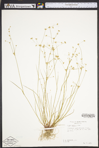 Juncus debilis image