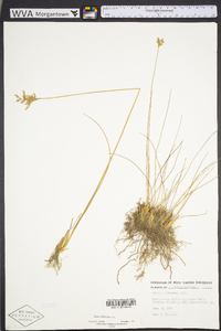 Juncus dichotomus image