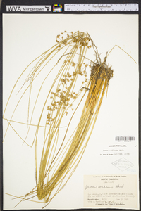 Juncus coriaceus image