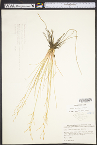 Juncus georgianus image