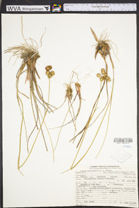 Juncus megacephalus image