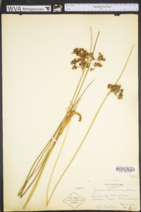 Juncus roemerianus image