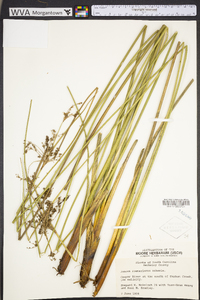 Juncus roemerianus image