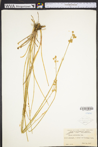 Juncus scirpoides image