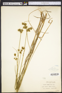 Juncus scirpoides image