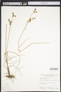 Juncus scirpoides image