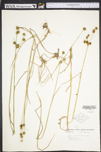 Juncus scirpoides image