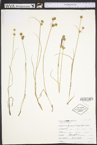 Juncus scirpoides image