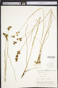 Juncus scirpoides image