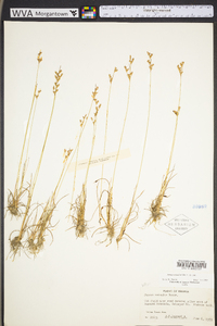 Juncus secundus image