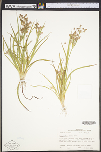 Luzula bulbosa image