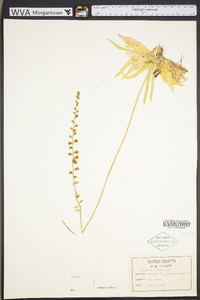 Aletris obovata image