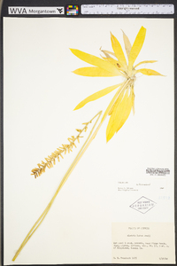 Aletris lutea image